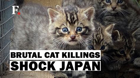 asia catacutan death|A string of gruesome cat killings has this Japanese city on edge.